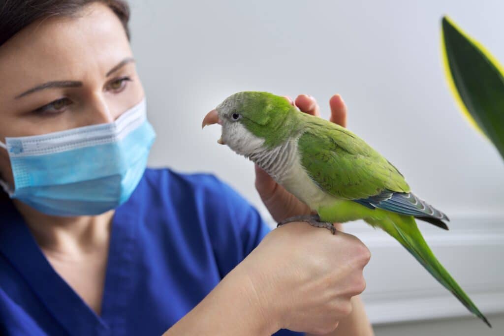 doctor-woman-veterinarian-examining-a-green-quaker