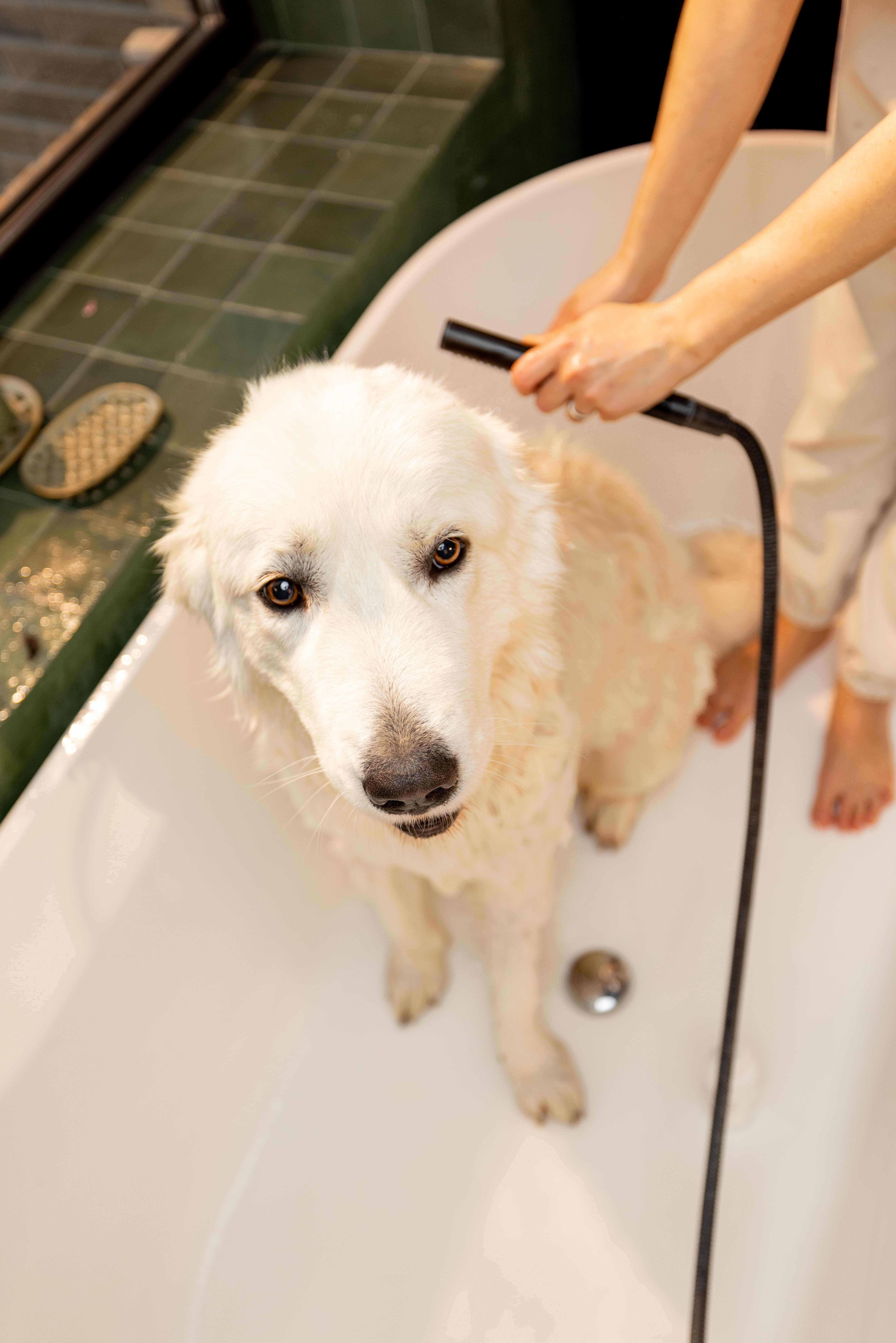 dog-takes-a-shower-in-bathtub