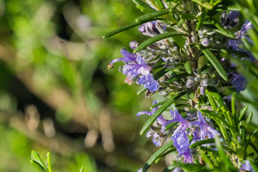 drops of water shining on rosemary flowers califo
