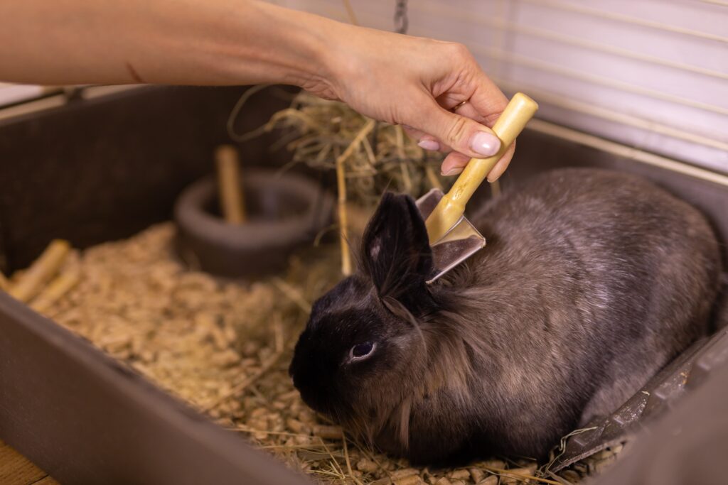 grooming-undercoat-of-bunny-rabbit-combing-out-rab