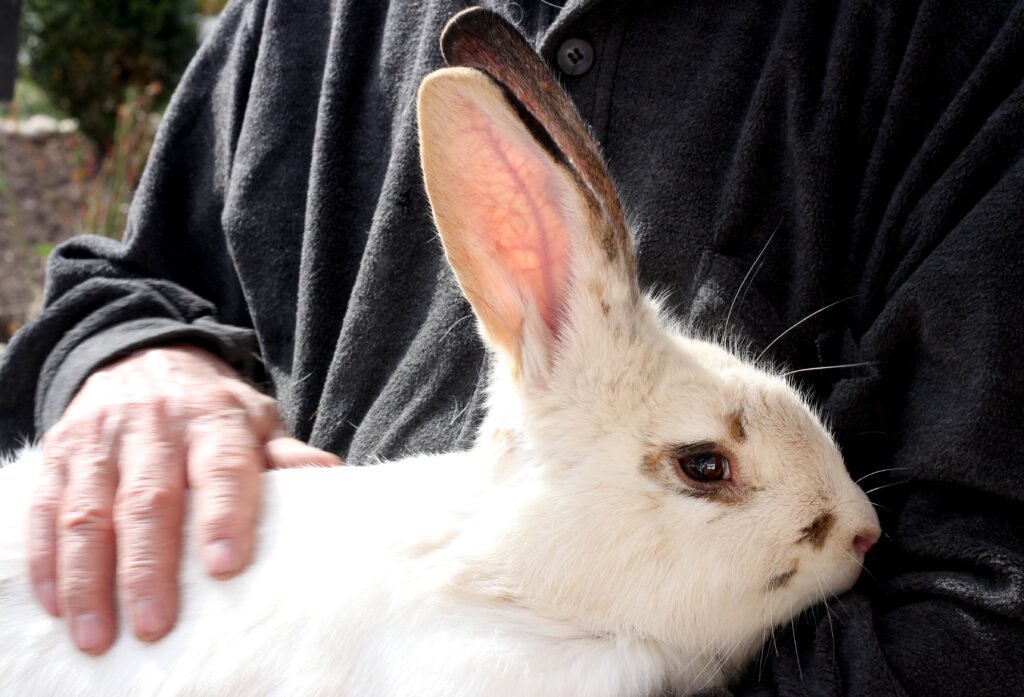 man-holds-white-rabbit