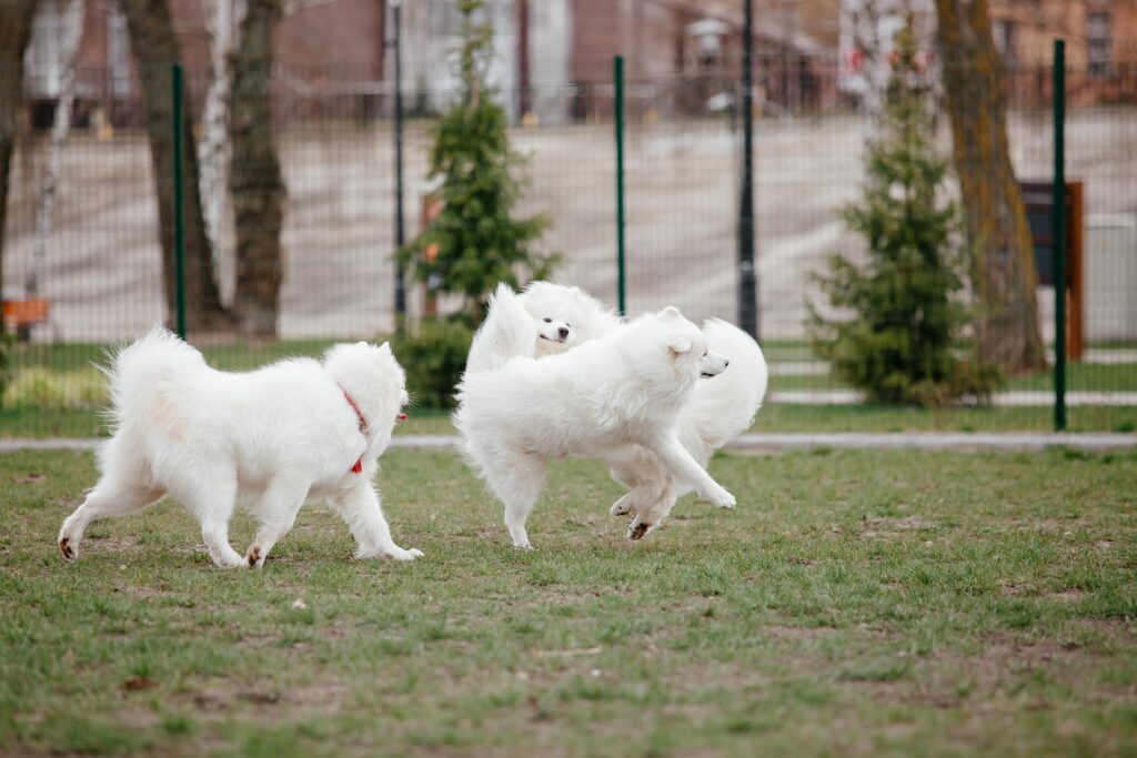 samoyed-dog-running-and-playing-in-the-park-big-wh
