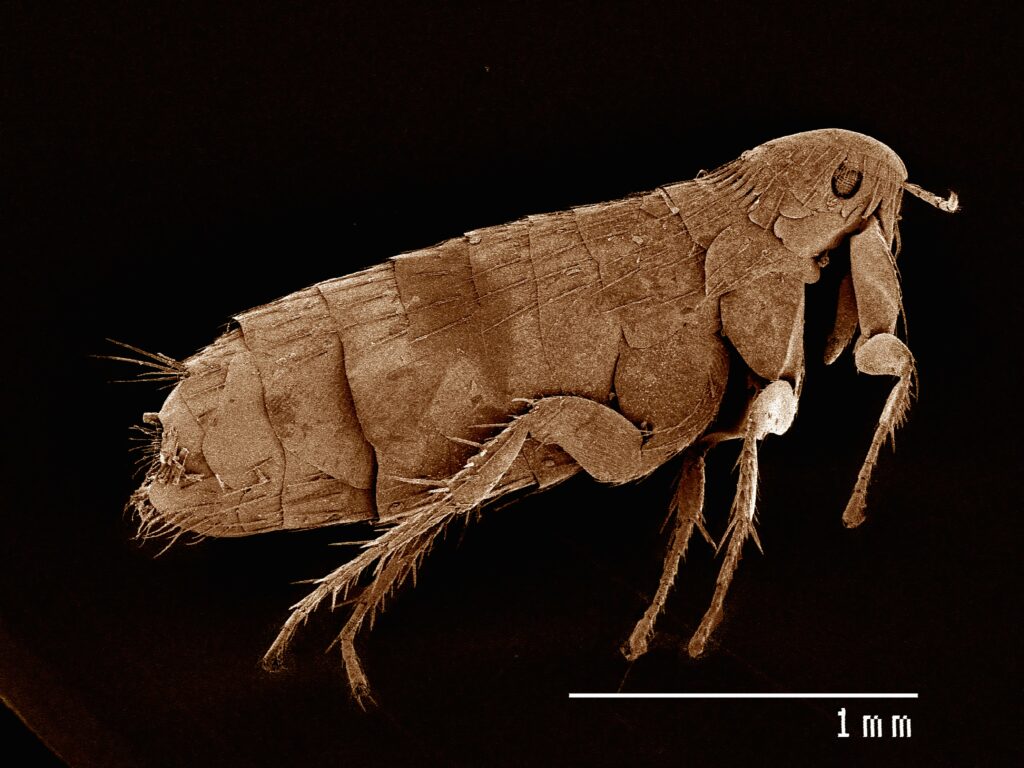 scanning-electron-micrograph-of-the-head-of-a-flea