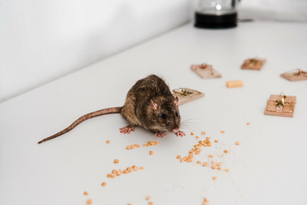 selective-focus-of-small-rat-near-peas-and-mousetr-min-1
